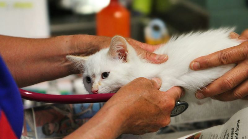 Hands hold a white kitten still on an exam table while a stethoscope checks its chest